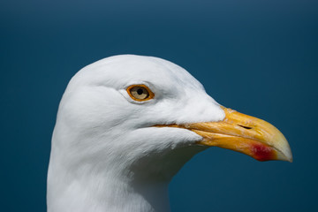 Herring Gull in Springtime