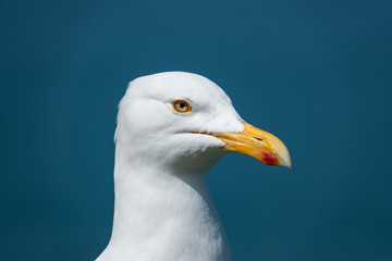 Herring Gull in Springtime