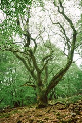 Fototapeta premium Drzewo Weirwood