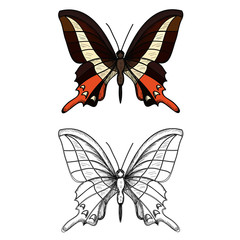 vector, isolated, butterfly, insect, on a white background, with a sketch