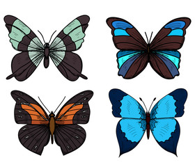 Fototapeta na wymiar isolated, butterflies, fly, set, collection