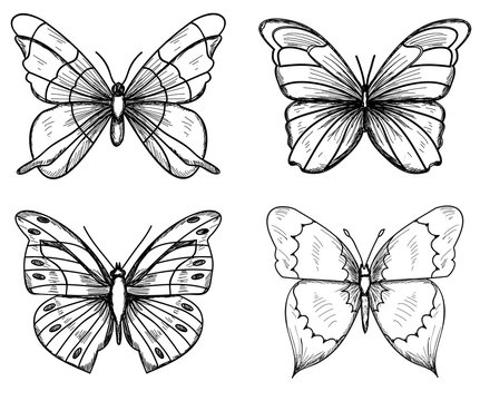 sketch butterflies, lines, set, collection