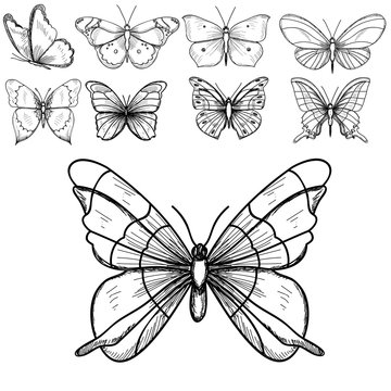 vector, isolated, sketch butterflies, lines, set, collection