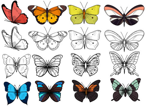 vector, isolated, butterflies, with sketch, set, collection, insects