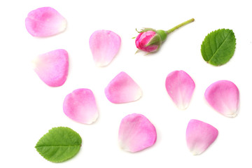 pink rose petals isolated on white background. top view