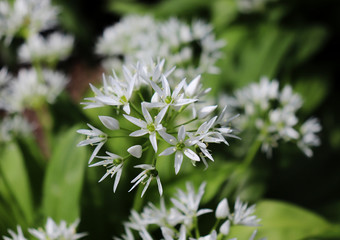 Leaves and flowers of Allium ursinum in spring. Bear garlic has great healing abilities and contains many valuable substances and vitamin C, that promotes digestion. Concept of diet and healthy food.