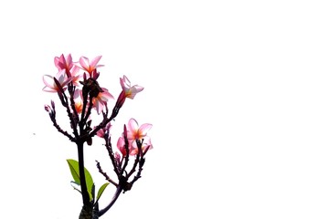 A bunch of sweet pink plumeria flower blossom with sun light on white isolated background 