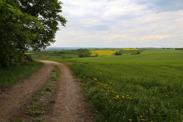 Fototapeta na wymiar Spring Landscape. Field road among Meadows and fields.