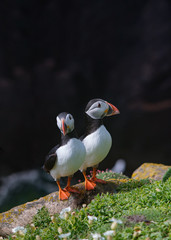 Fototapeta na wymiar Close view of two puffins on a rock on sunny day in Saltee Islands