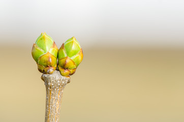 Buds on trees grow in spring