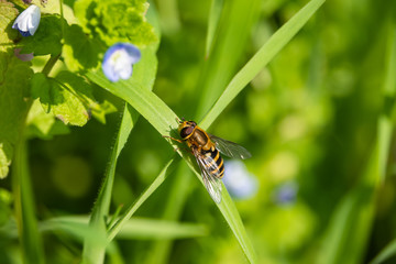 Hoverfly on Leaf in Springtime