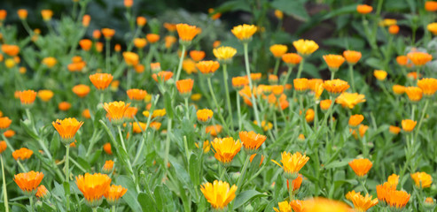Calendula officinalis or Pot Marigold, Common Marigold, Scotch Marigold, Ruddles, Pot Marigold Panorama Photo