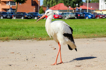 Stork walks through the city. Wild bird in an urban environment
