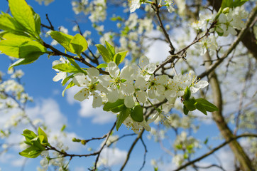 tree blooms in spring. blooming tree against the blue sky. spring background