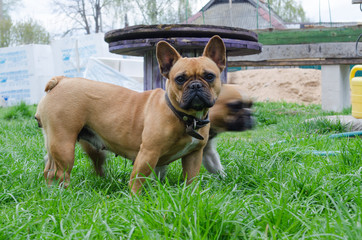 French Bulldog. beautiful little dog. calendar background. dog on green grass