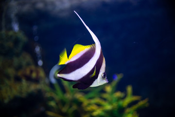 Beautiful fish in the aquarium on decoration  of aquatic plants background.