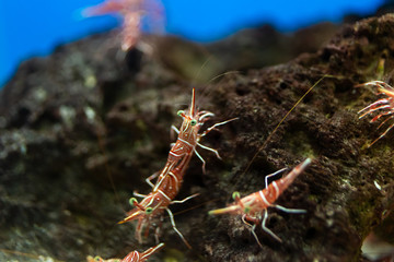 Hinge- beak shrimp in water tank, It is beautiful small shrimp in fish tank.