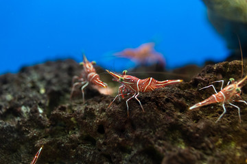 Hinge- beak shrimp in water tank, It is beautiful small shrimp in fish tank.