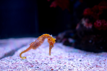Sea horse in aquarium. These seahorses live in the warm seas around Indonesia, Philippines and Malaysia.