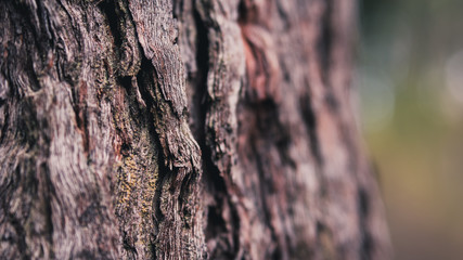 bark of a tree