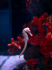 Sea horse in aquarium. These seahorses live in the warm seas around Indonesia, Philippines and Malaysia.