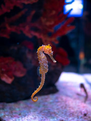 Sea horse in aquarium. These seahorses live in the warm seas around Indonesia, Philippines and Malaysia. © ducksmallfoto