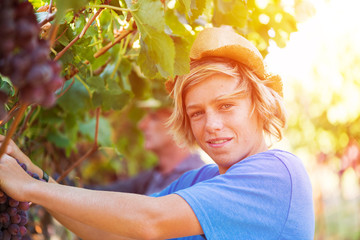 Happy young worker picking grapes in vineyard