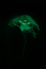 Close-up Jellyfish, Medusa in fish tank with neon light. Jellyfish is free-swimming marine coelenterate with a jellylike bell- or saucer-shaped body that is typically transparent.