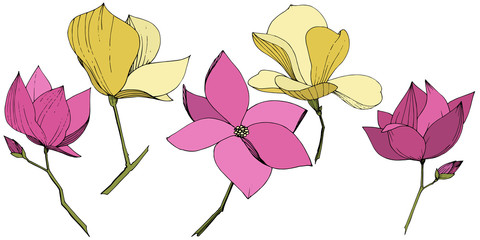 Vector Magnolia foral botanical flowers. Purple and yellow engraved ink art. Isolated magnolia illustration element.