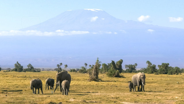 elephants facing forward with mt kilimanjaro at amboseli national park