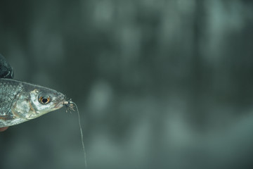 The little fish with a dry fly attached to the mouth