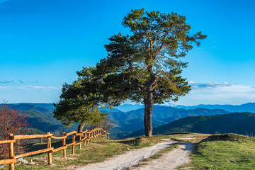 Rural scene with lonely tree near road high in the mountain