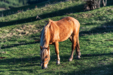 wild brown mountain horse in green meadow