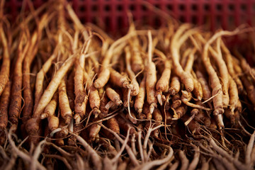 Ginseng root at Chinese herbal medicine market 