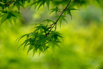  Kyoto is fresh green