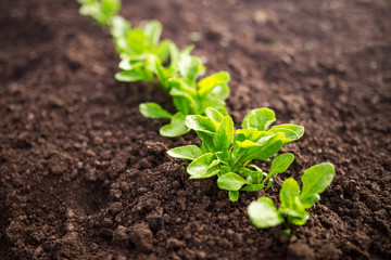 Green salad growing in the garden