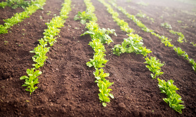 Green Salad field on a farm