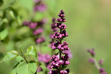 Beautiful lilac begins to bloom in the garden on a bright sunny spring day