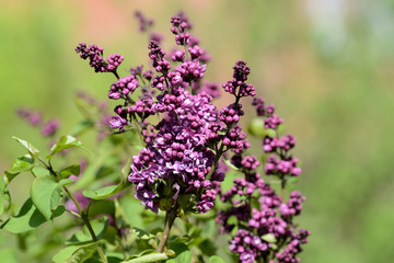Beautiful lilac begins to bloom in the garden on a bright sunny spring day