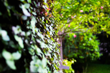 Blurred outdoor plants on a wall.