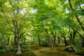  Kyoto is fresh green