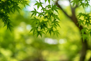  Kyoto is fresh green