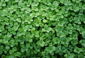 Chickweed ,Stellaria media. Young taste very gently with flavor of nuts. You can use them in fresh vegetable salads. The chickweed advantage is that we have it fresh almost all year round.