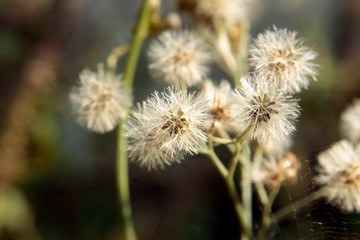 thistle in bloom