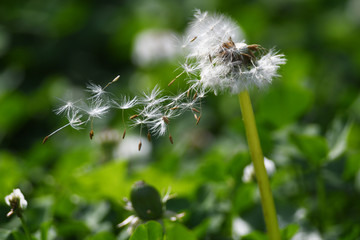 タンポポのふわふわ綿毛