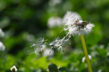 タンポポのふわふわ綿毛
