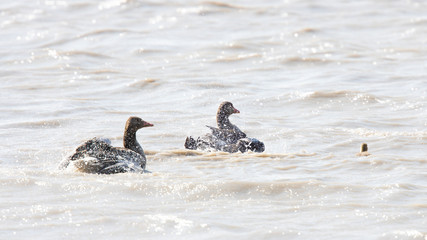 Eine Gänsefamilie schwimmend bei Wellengang