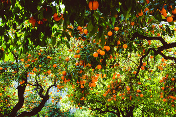 Beautiful orange citrus fruit tree in Seville