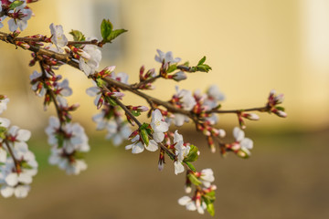 cherry blossom branch, selective focus
