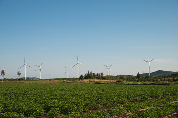Fototapeta na wymiar wind turbines in the field